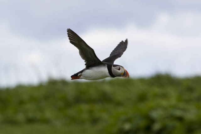 Puffin on the Inner Farne