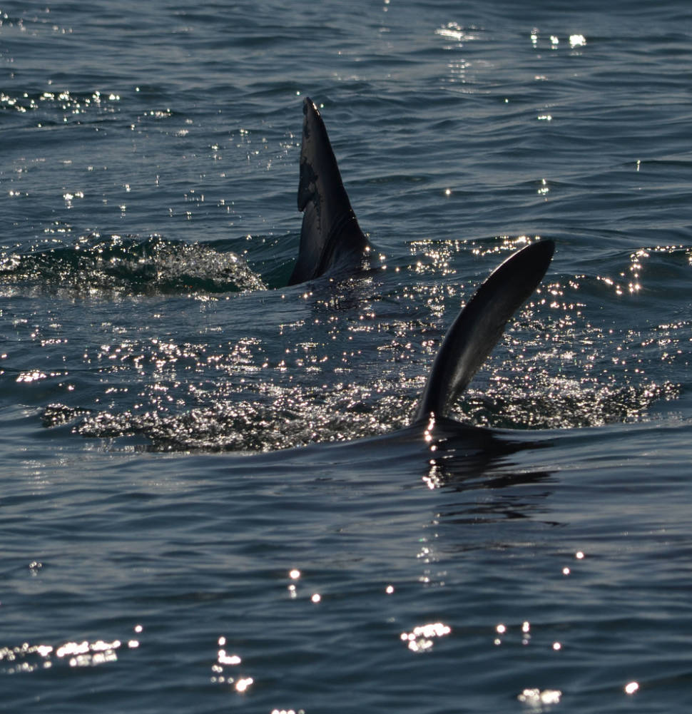 Basking Shark off Berry Head