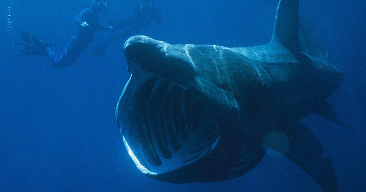 Shark Watching in England - Best Time