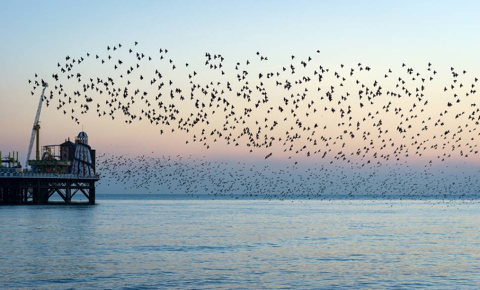 Starling Murmuration in England - Best Season