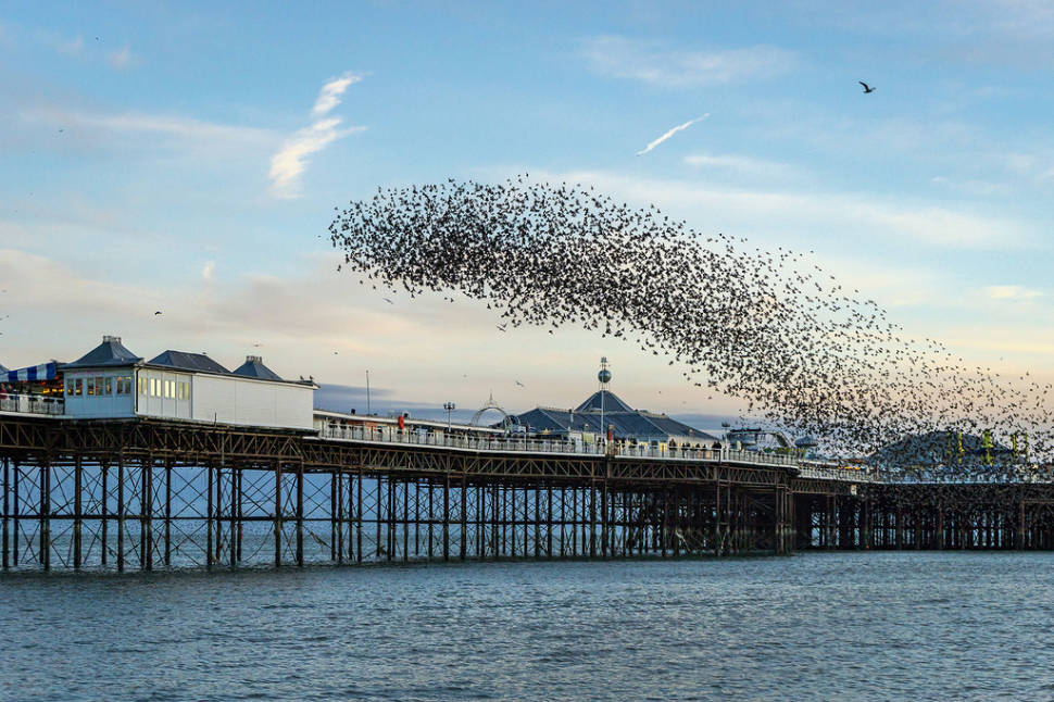 Starling Murmuration in England - Best Time