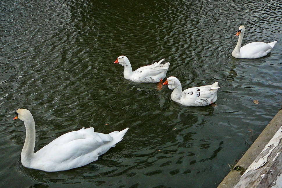 Swan Upping in England - Best Season
