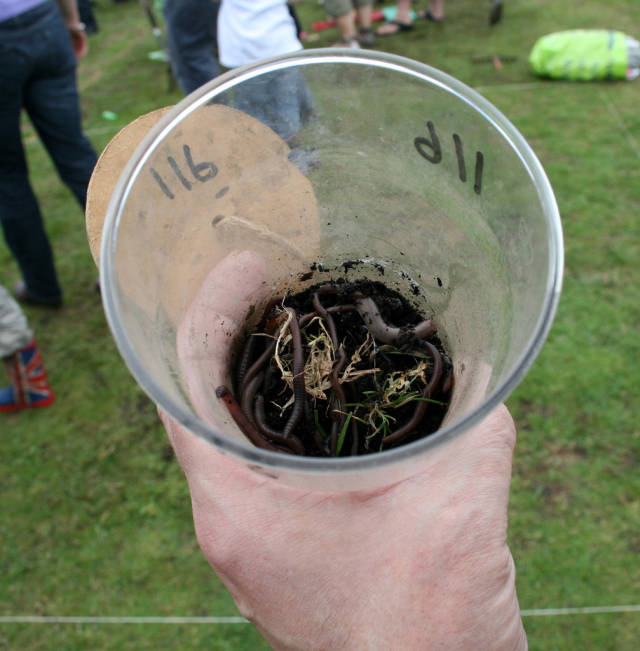 27 worms