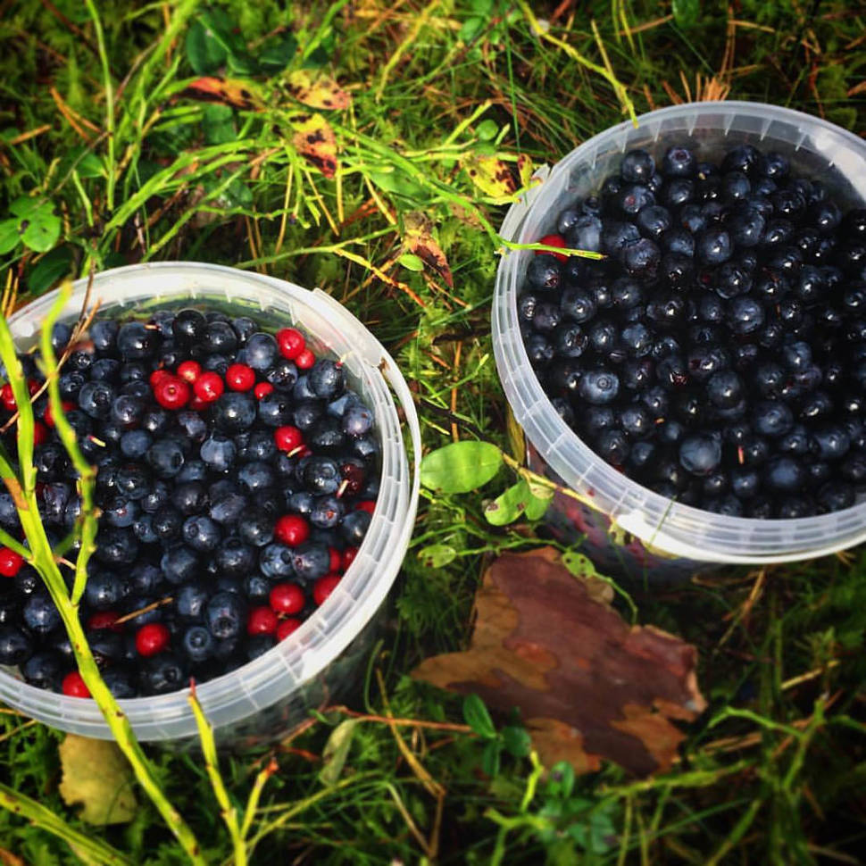 Best time for Berry Picking in Estonia