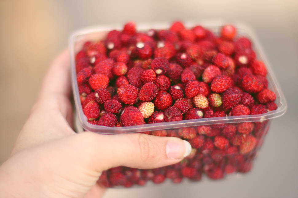Best time to see Berry Picking in Estonia