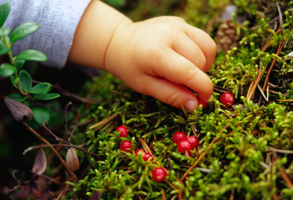 Berry Picking in Estonia - Best Season