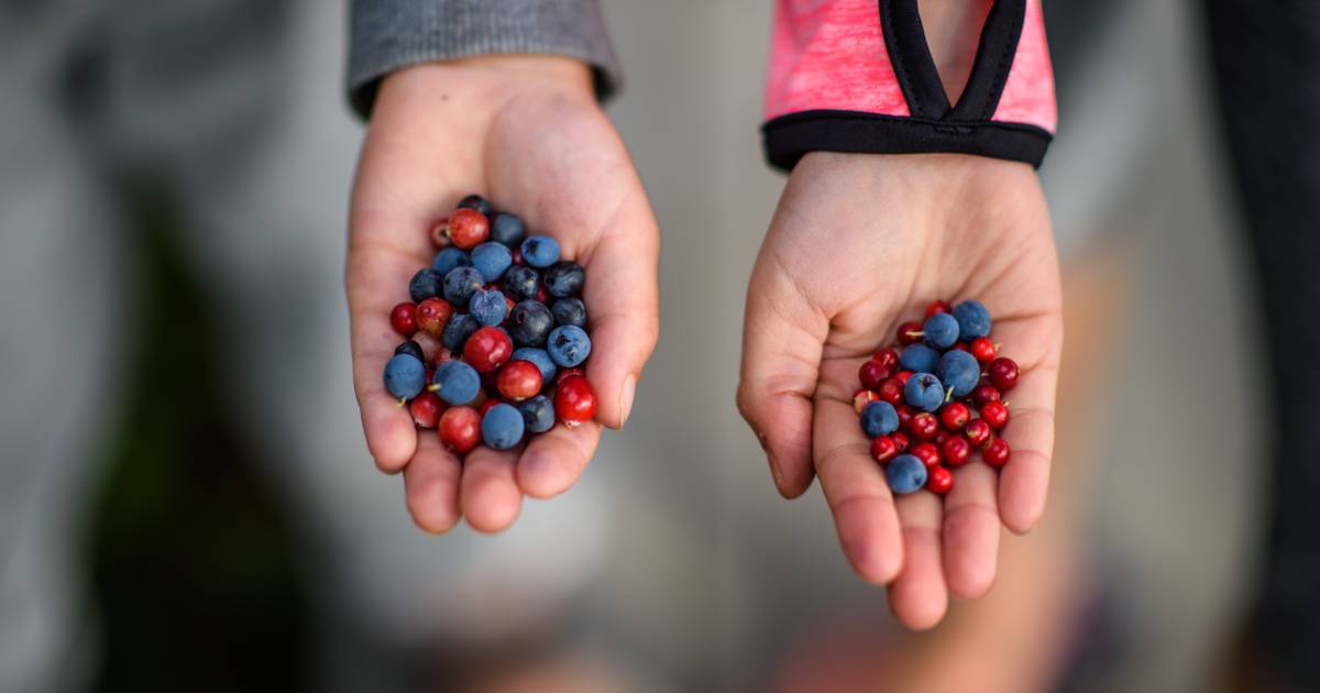 Berry Picking in Estonia - Best Time