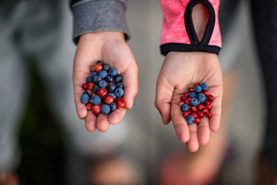Berry Picking in Estonia - Best Time