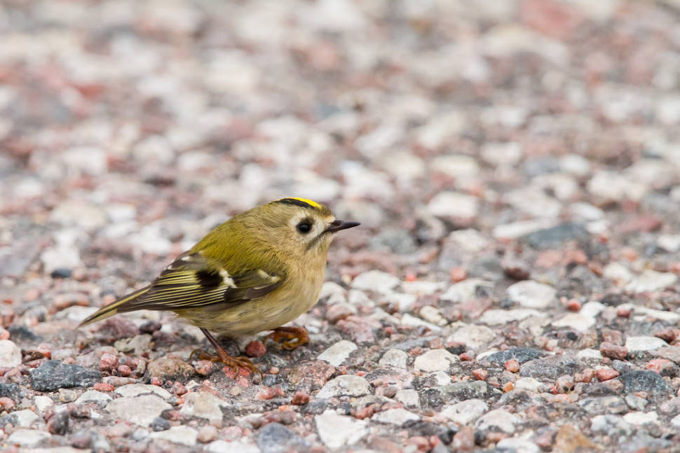 Goldcrest