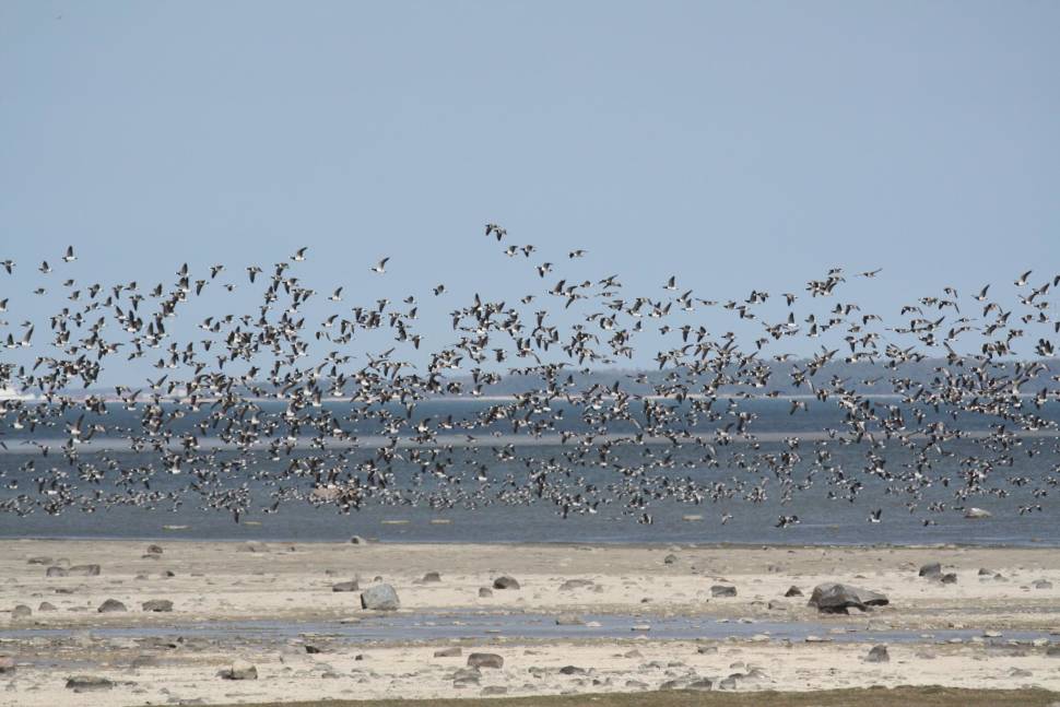 Barnacle Geese