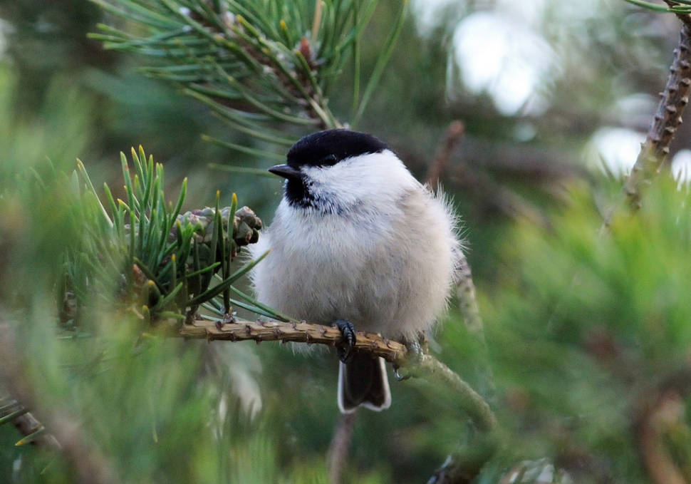 Willow Tit