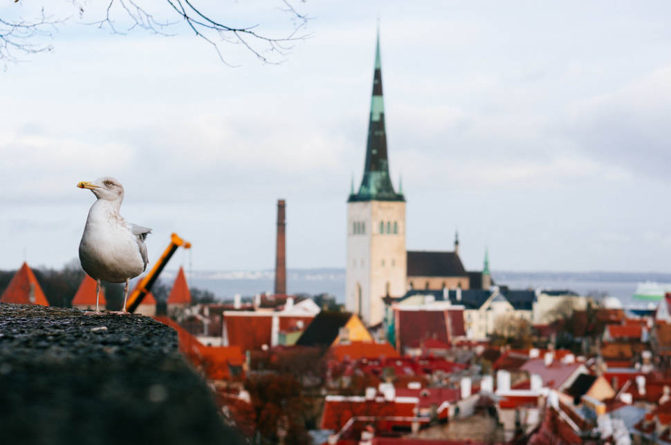 Seagull looking over City. More of a bird watching you than you watching a bird.
