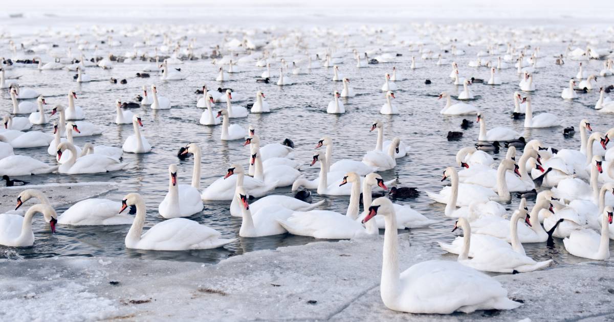 Birdwatching during Mass Bird Migration in Estonia - Best Time