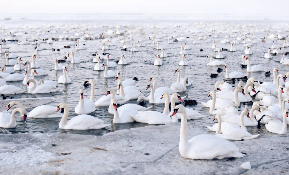 Birdwatching during Mass Bird Migration in Estonia - Best Time