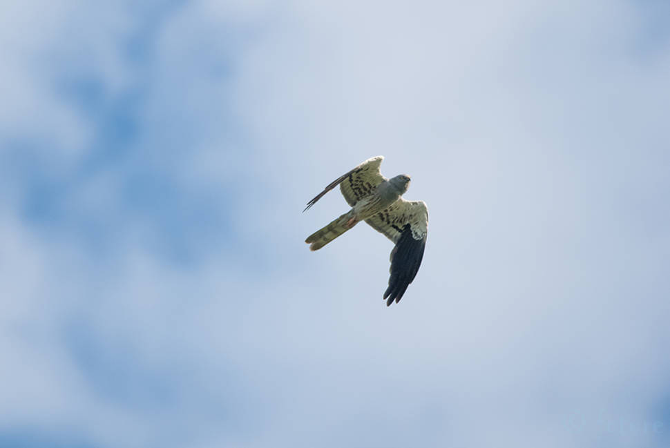 Montague's Harrier