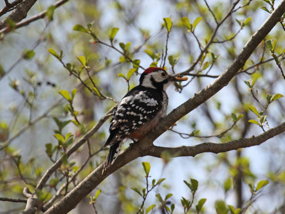 White-backed Woodpecker
