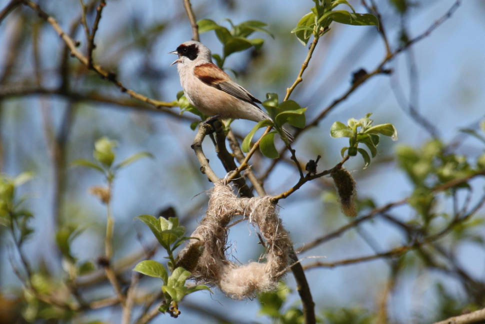 Penduline Tit nest building