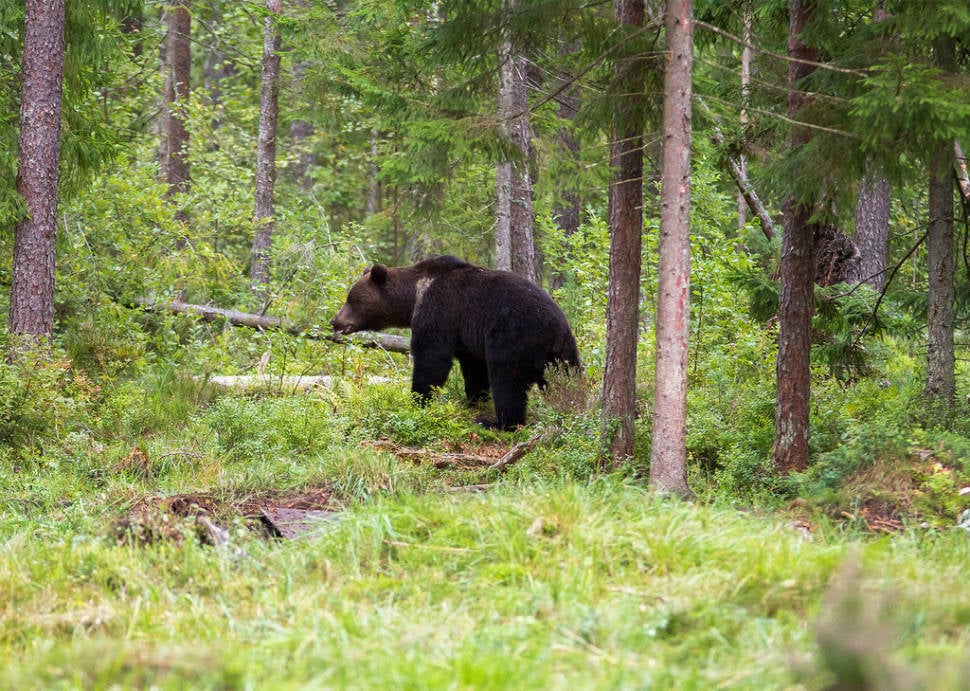 Brown Bear Watching in Estonia - Best Season