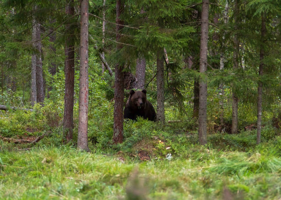 Best time for Brown Bear Watching in Estonia