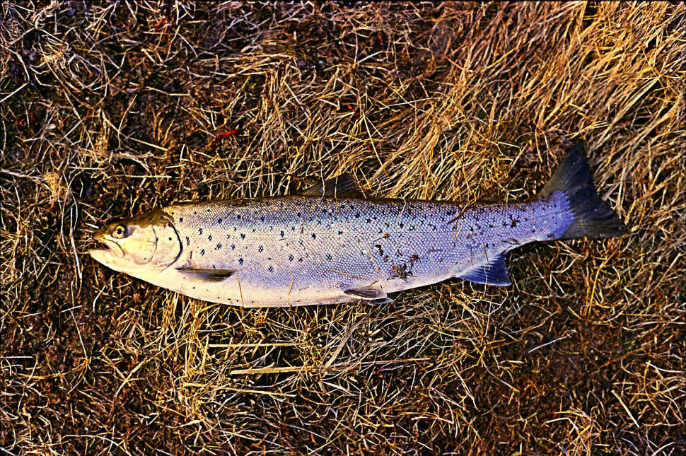 Sea trout