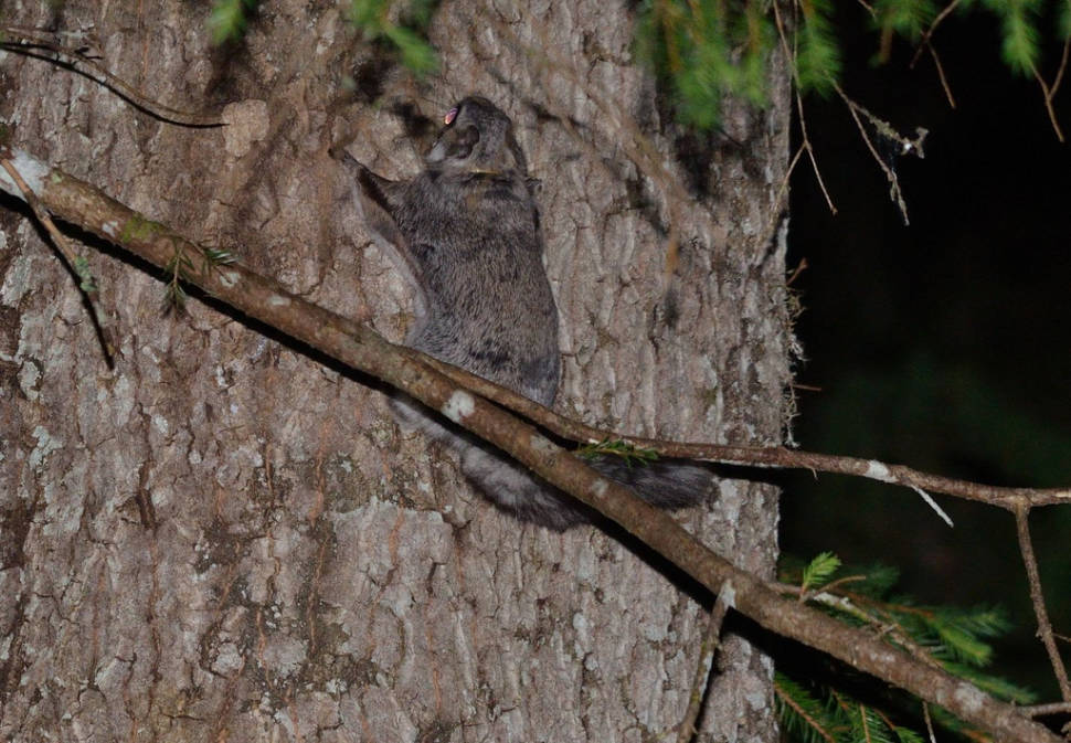 Flying Squirrels in Estonia - Best Season