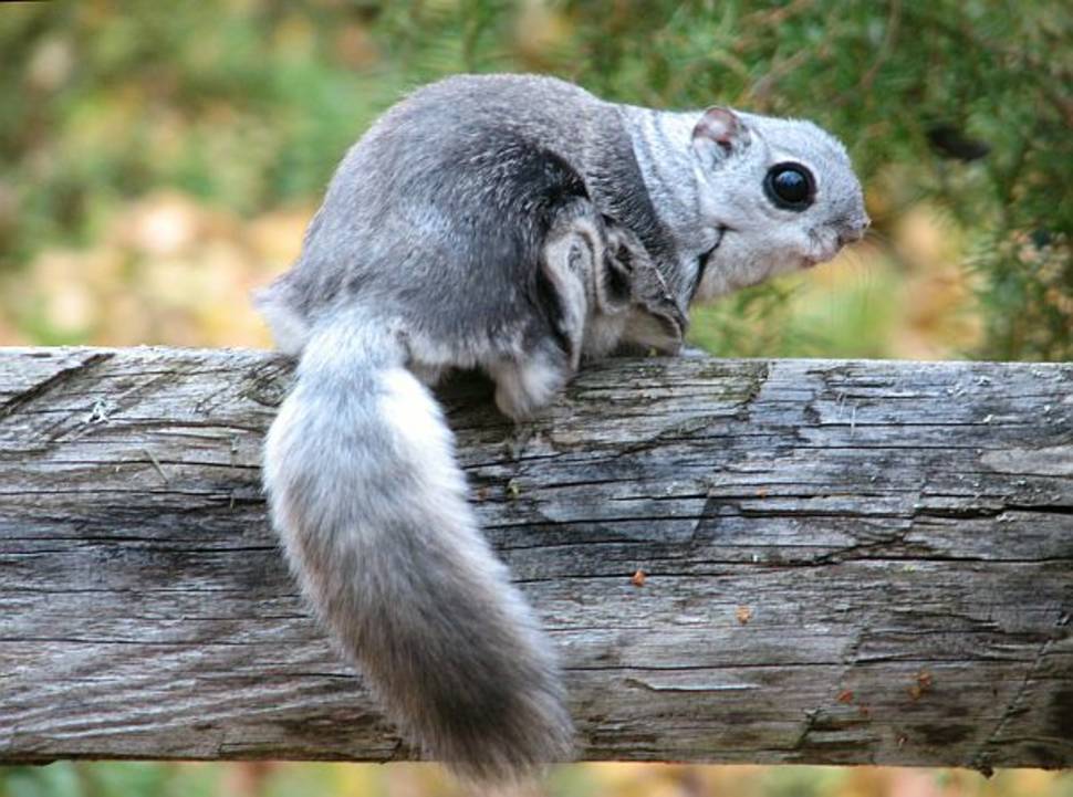 Flying Squirrels in Estonia - Best Time