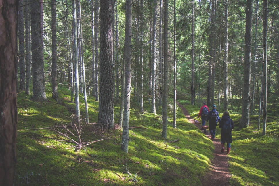 South-Estonia forest