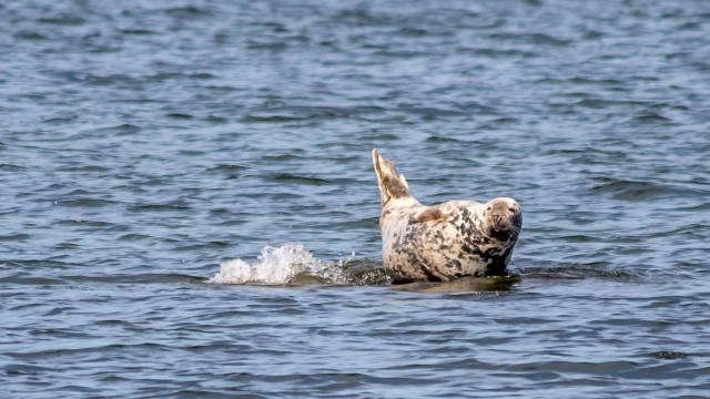 Seal Watching in Estonia - Best Season