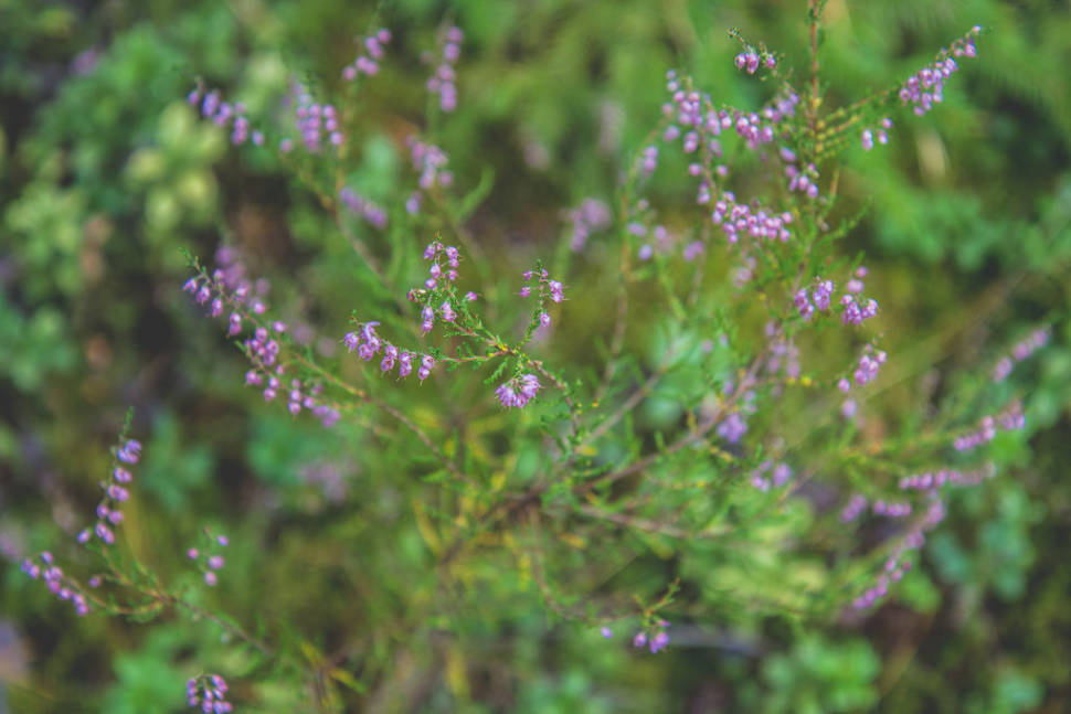 Wildflowers in Estonia - Best Season