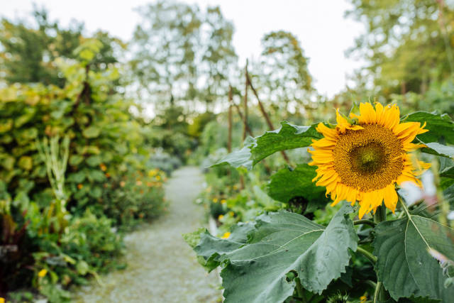 Best time for Wildflowers in Estonia