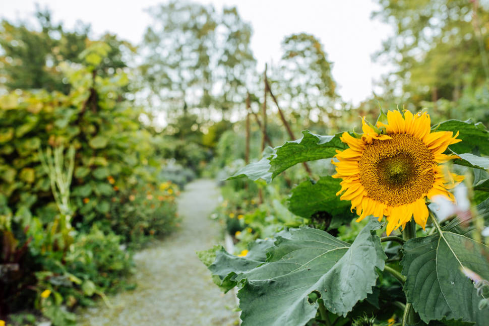 Best time for Wildflowers in Estonia