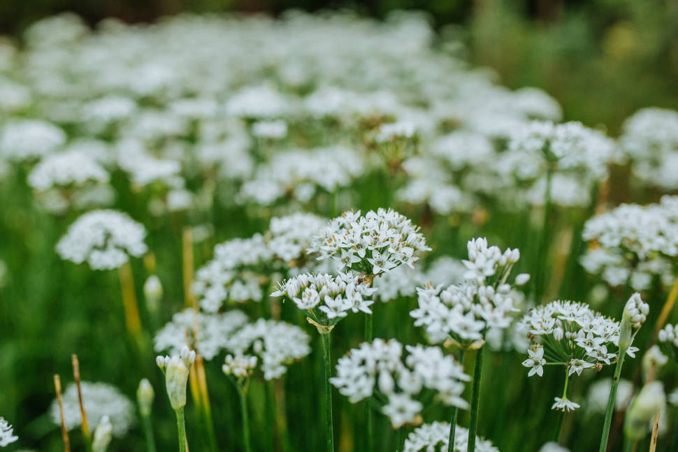 Wildflowers in Estonia - Best Time