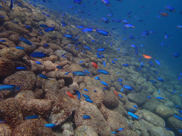 Diving in Faroe Islands - Best Season