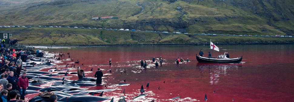 Tradition or Savagery? Grindadráp! in Faroe Islands - Best Season