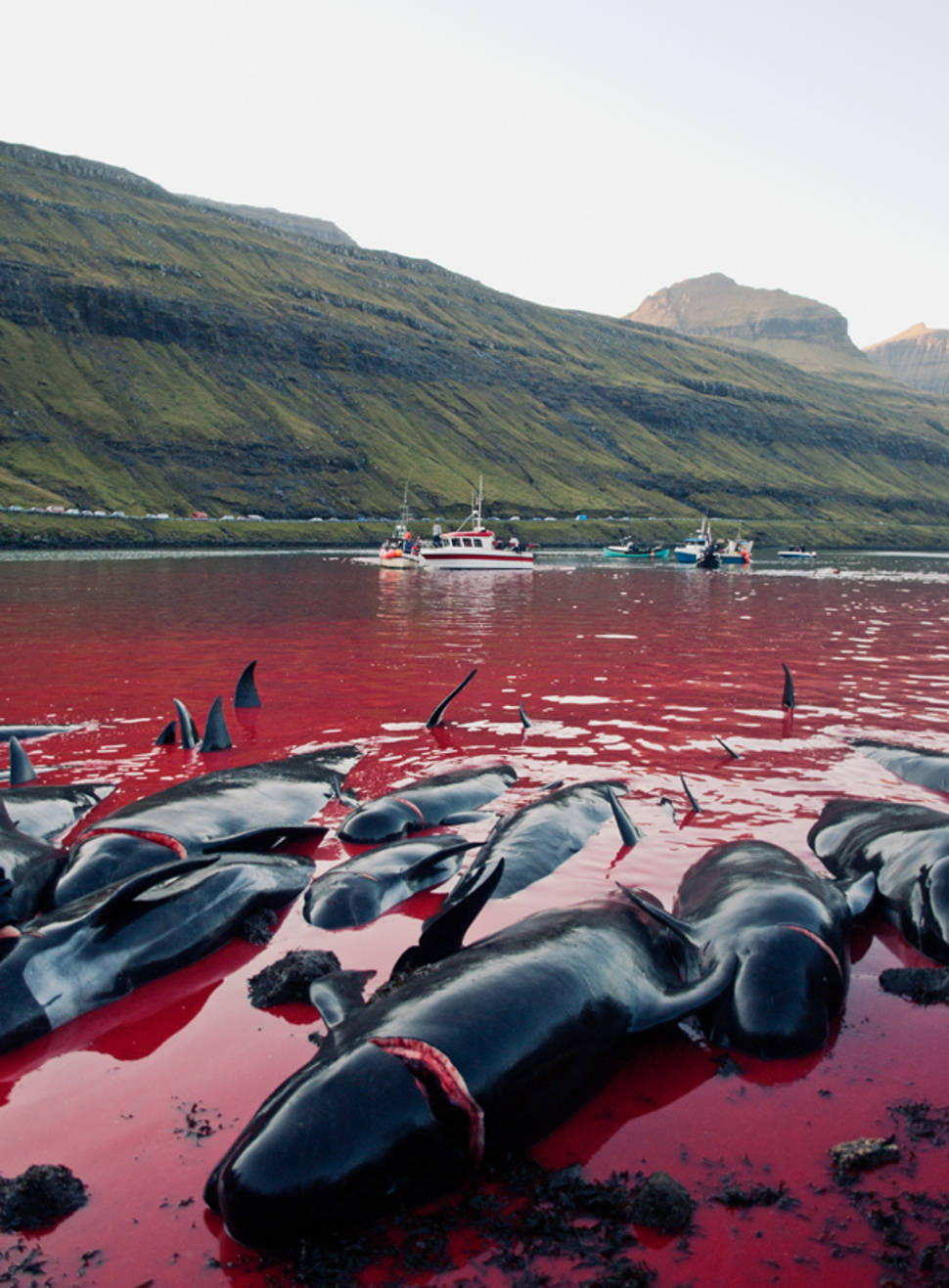 Best time for Tradition or Savagery? Grindadráp! in Faroe Islands