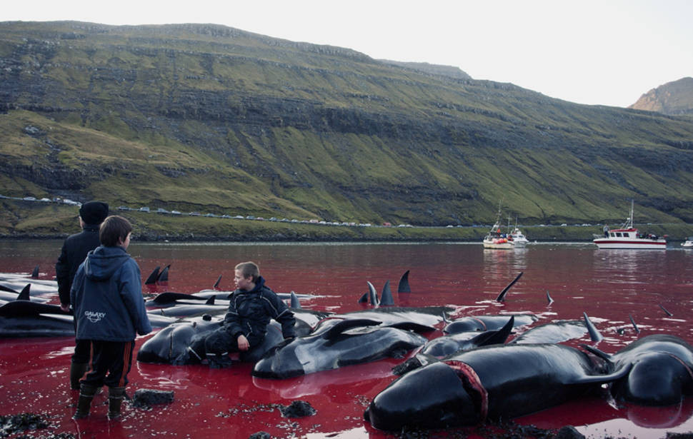 Tradition or Savagery? Grindadráp! in Faroe Islands - Best Time