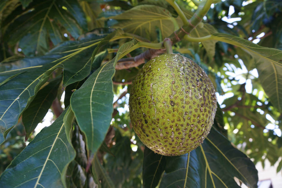 Breadfruit Season in Fiji - Best Time