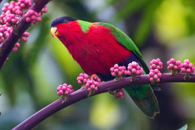 Collared Lory Breeding Season in Fiji - Best Season