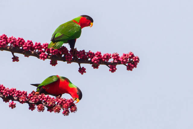 Collared Lory Breeding Season in Fiji - Best Time