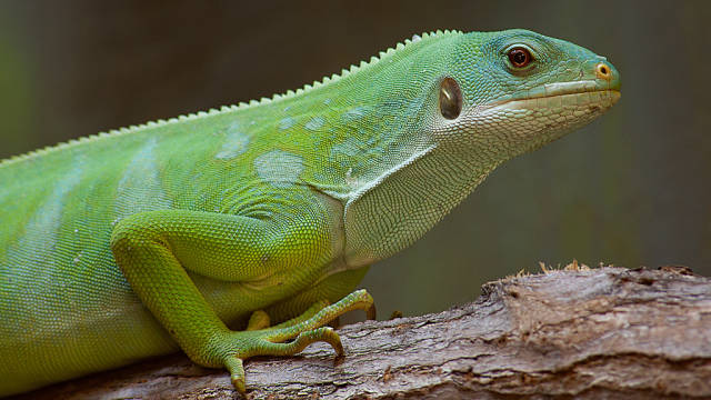 Fijian Banded Iguana Breeding in Fiji - Best Time