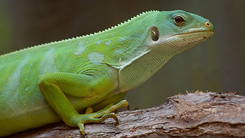 Fijian Banded Iguana Breeding in Fiji - Best Time