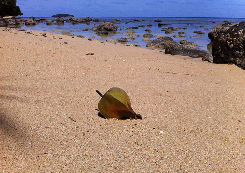 Fruit of Barringtonia asiatica on the beach of Lawaki, Beqa Island, Fiji