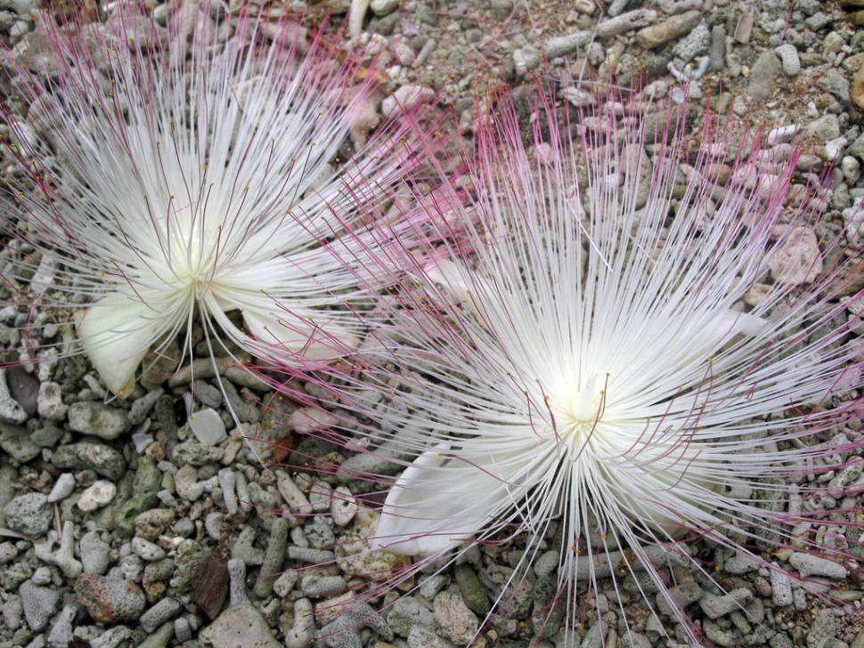 Fish Poison Tree (Vutu) in Fiji - Best Season