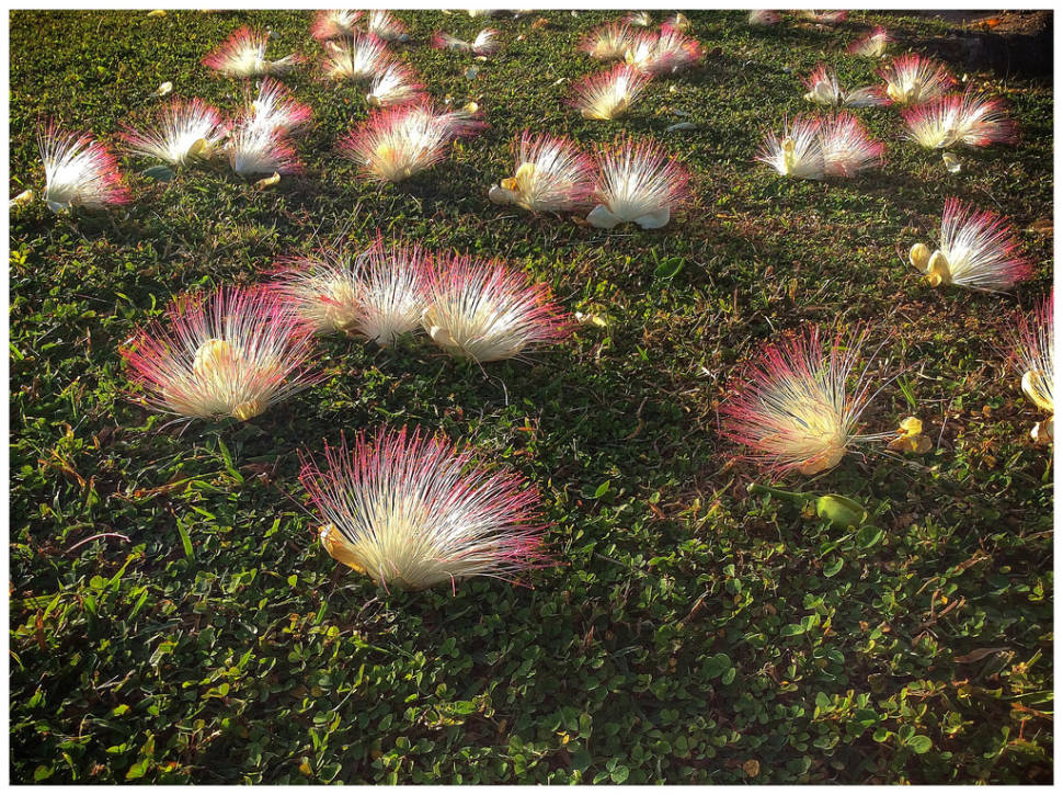 Best time for Fish Poison Tree (Vutu) in Fiji