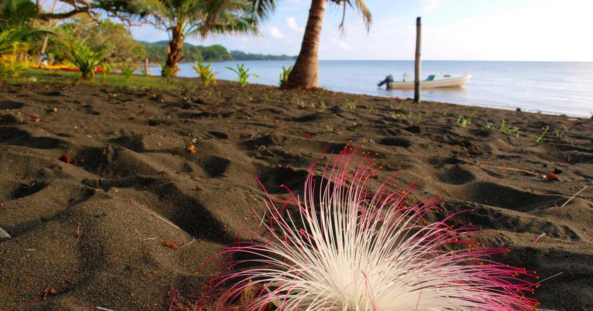 Fish Poison Tree (Vutu) in Fiji - Best Time