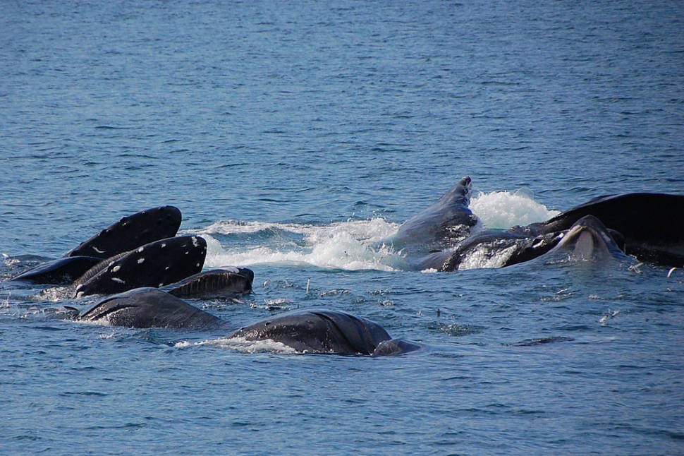 Humpback Whales in Fiji - Best Season