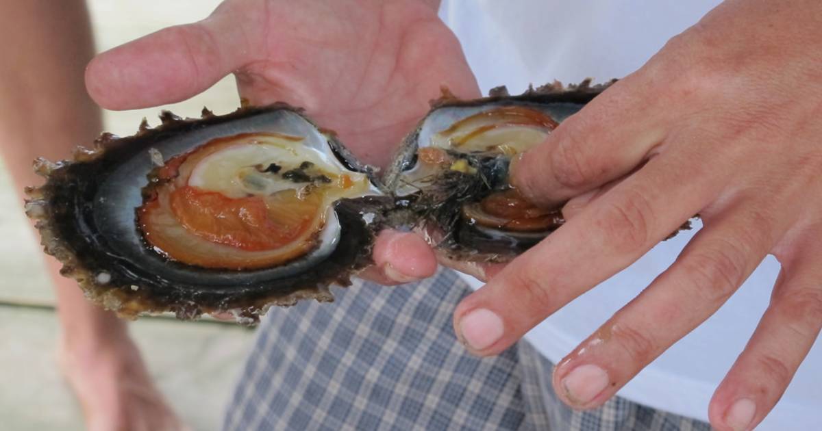 Pearl Seeding and Harvesting in Fiji - Best Time