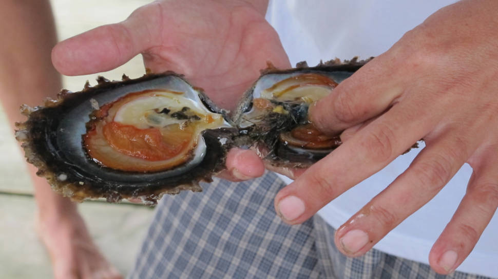 Pearl Seeding and Harvesting in Fiji - Best Time