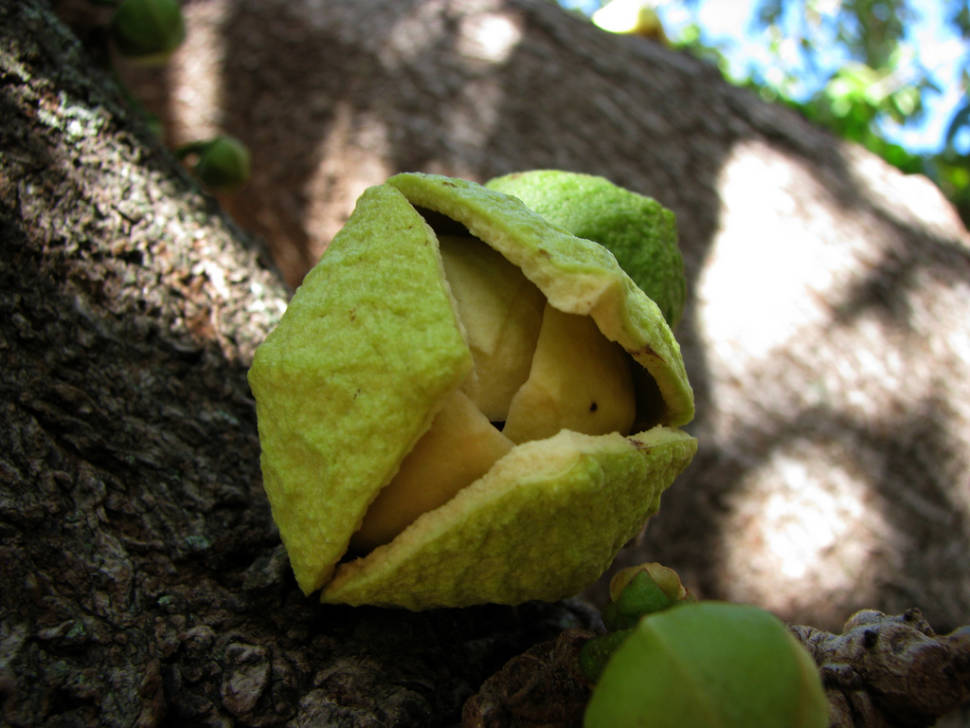 Pictured is the flower which often grow directly on the branches or limbs of the tree.