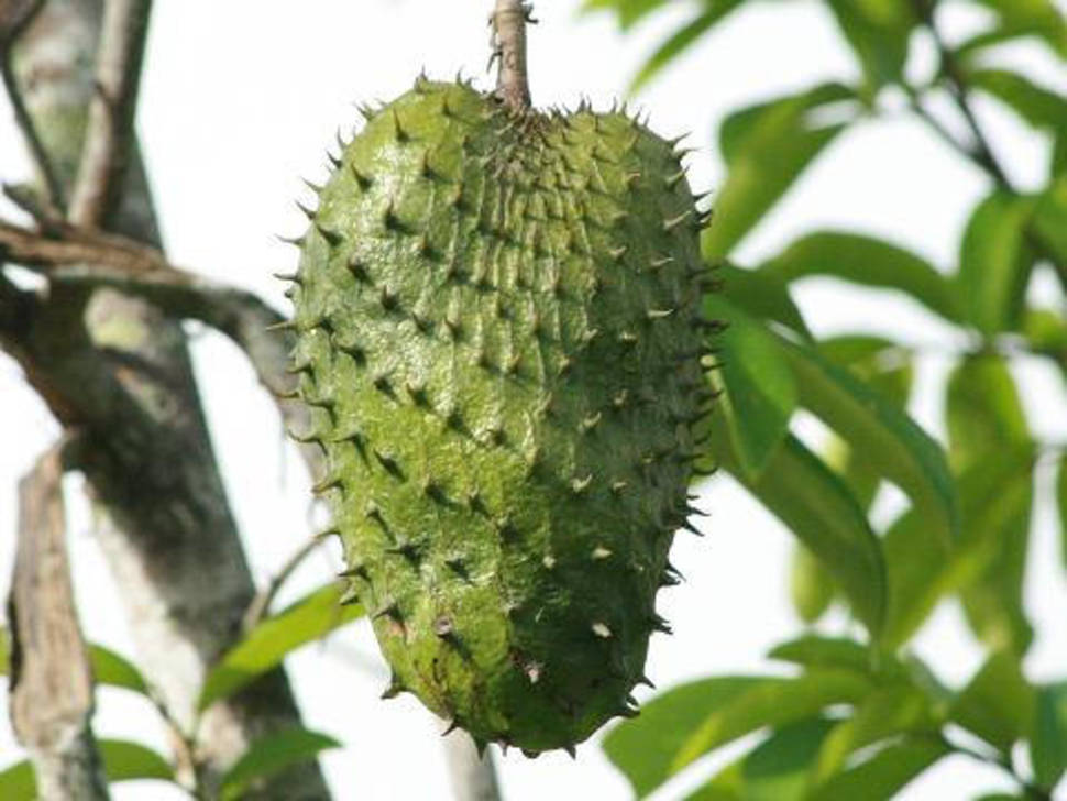 Soursop Season in Fiji - Best Season